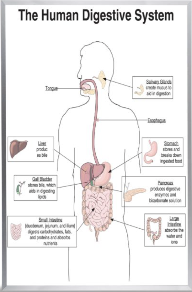 Digestive System Diagram custom printed  whiteboard