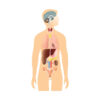 body internal organs - stick-on dry erase surface