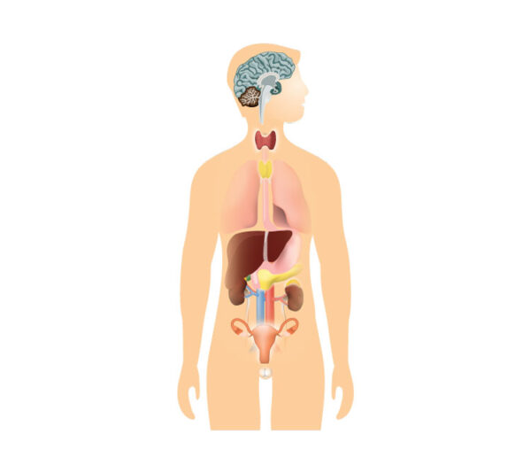 body internal organs - stick-on dry erase surface